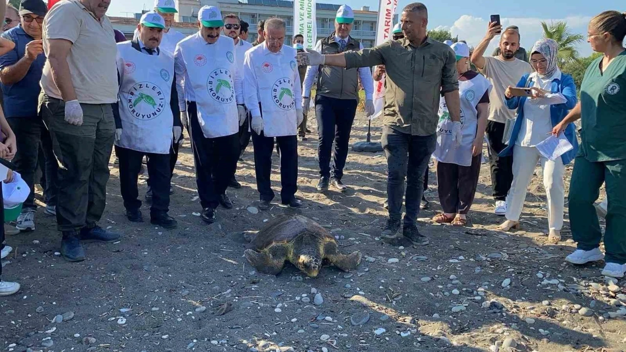 Tedavisi tamamlanan 3 deniz kaplumbağası yeniden denizle buluştu
