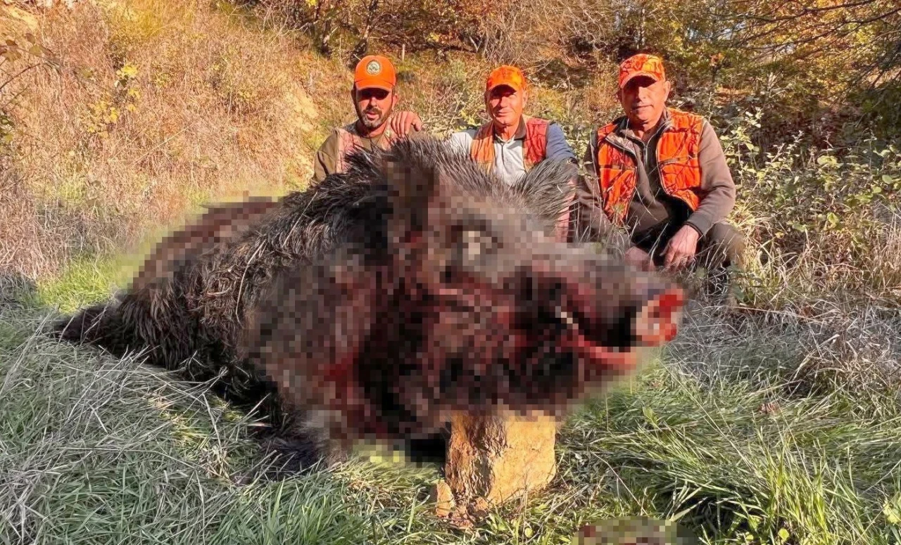 Tekirdağ’da avcılar bile şaşırdı: 300 kiloluk yaban domuzu avlandı
