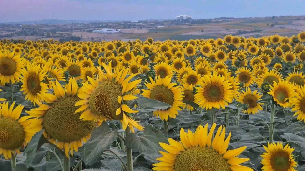 Tekirdağ&rsquo;da ay&ccedil;i&ccedil;eği tarlaları g&ouml;rsel ş&ouml;lene d&ouml;n&uuml;şt&uuml;
