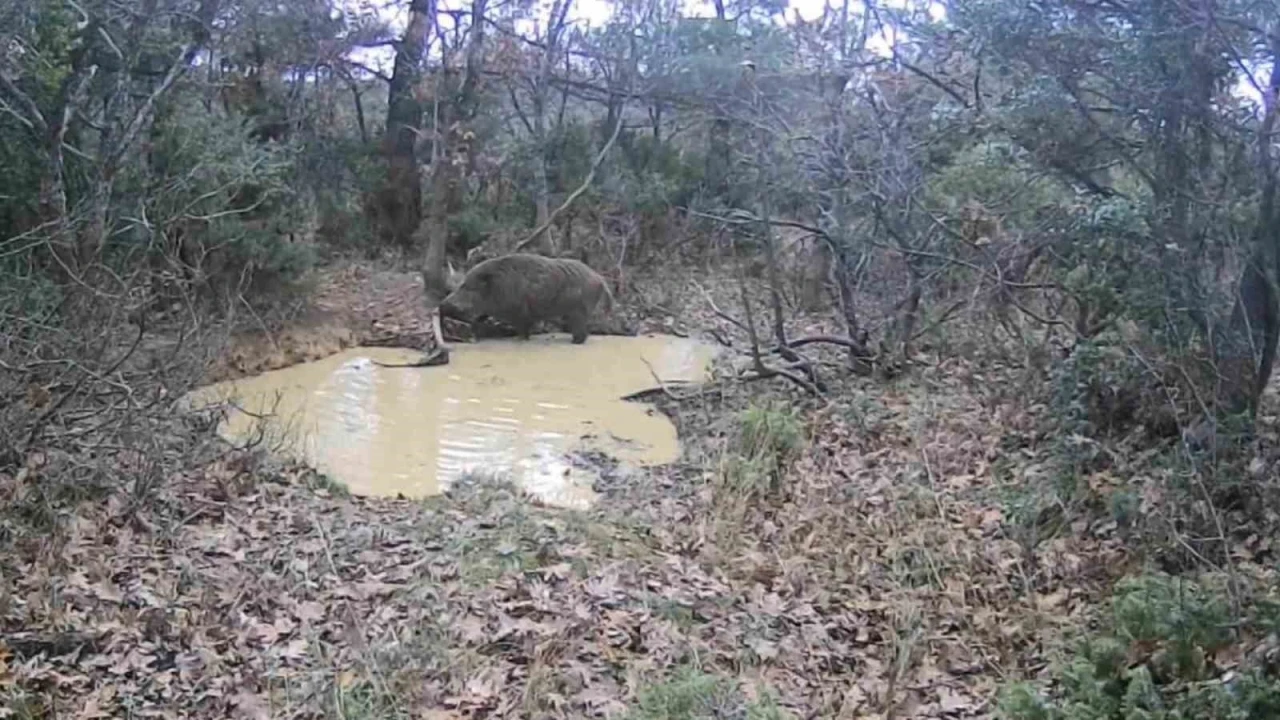 Tekirdağ’da domuz sürüsü görüntülendi
