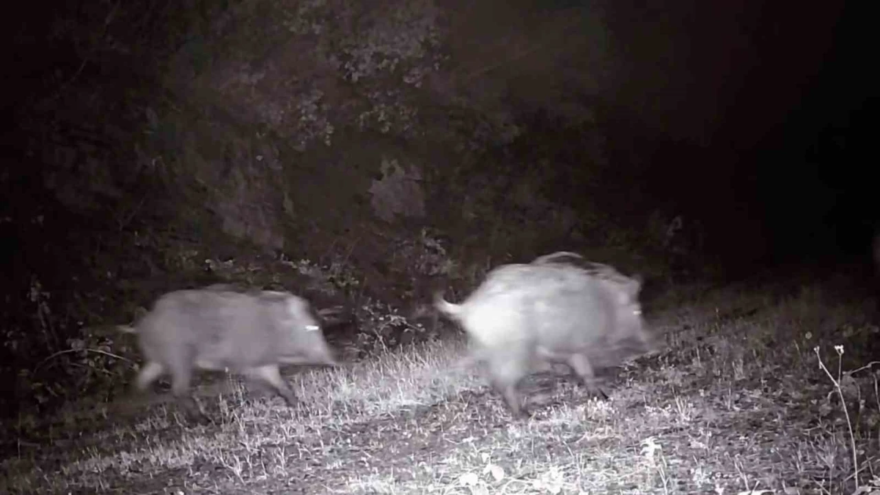 Tekirdağ&rsquo;da fotokapana domuz s&uuml;r&uuml;s&uuml; takıldı
