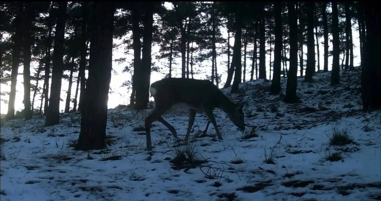 Tekirdağ&rsquo;da Ganos Dağı&rsquo;nda yaban hayatı fotokapana yansıdı
