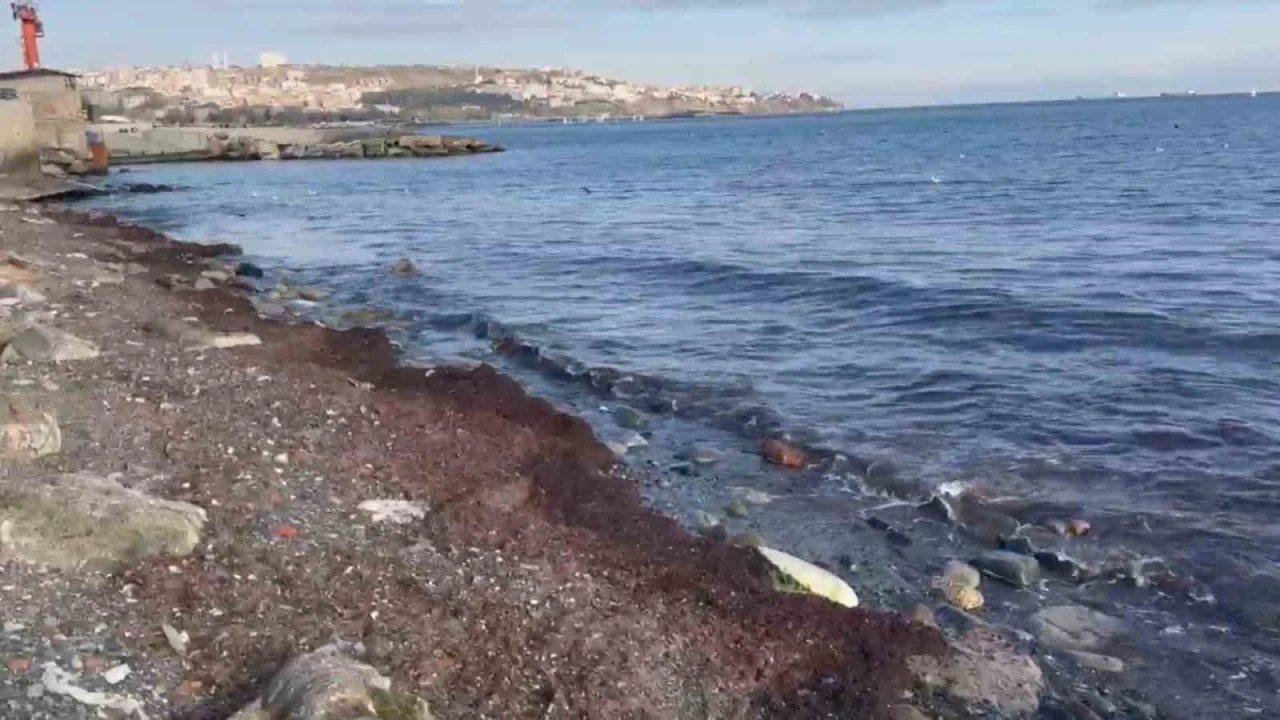 Tekirdağ&rsquo;da lodosta sahili kırmızı yosunlar kapladı
