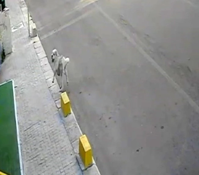 Tekirdağ&rsquo;da mahallenin maskotu Yumak&rsquo;a araba &ccedil;arptı
