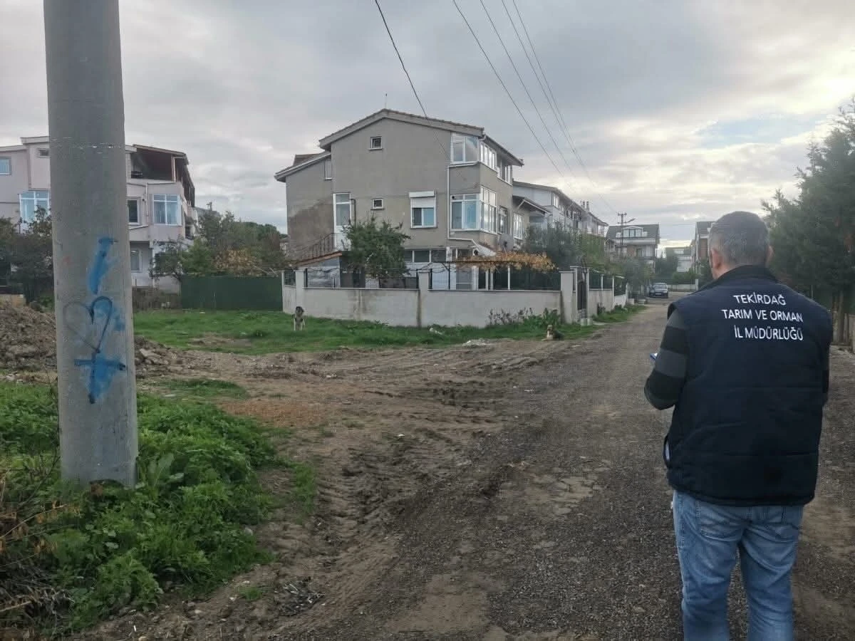 Tekirdağ’da sahipsiz sokak hayvanları için sayım çalışması yapılıyor
