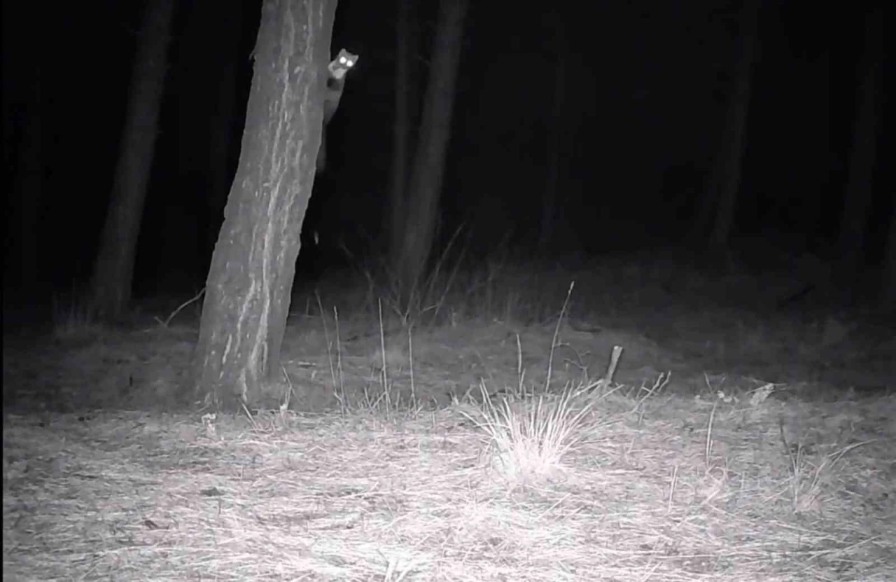 Tekirdağ&rsquo;da yaban hayatı fotokapanlarla g&ouml;r&uuml;nt&uuml;lendi
