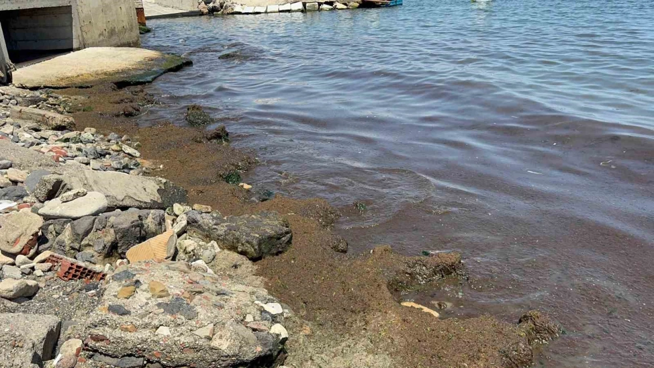 Tekirdağ Sahili’nde kırmızı yosun yoğunluğu dikkat çekti
