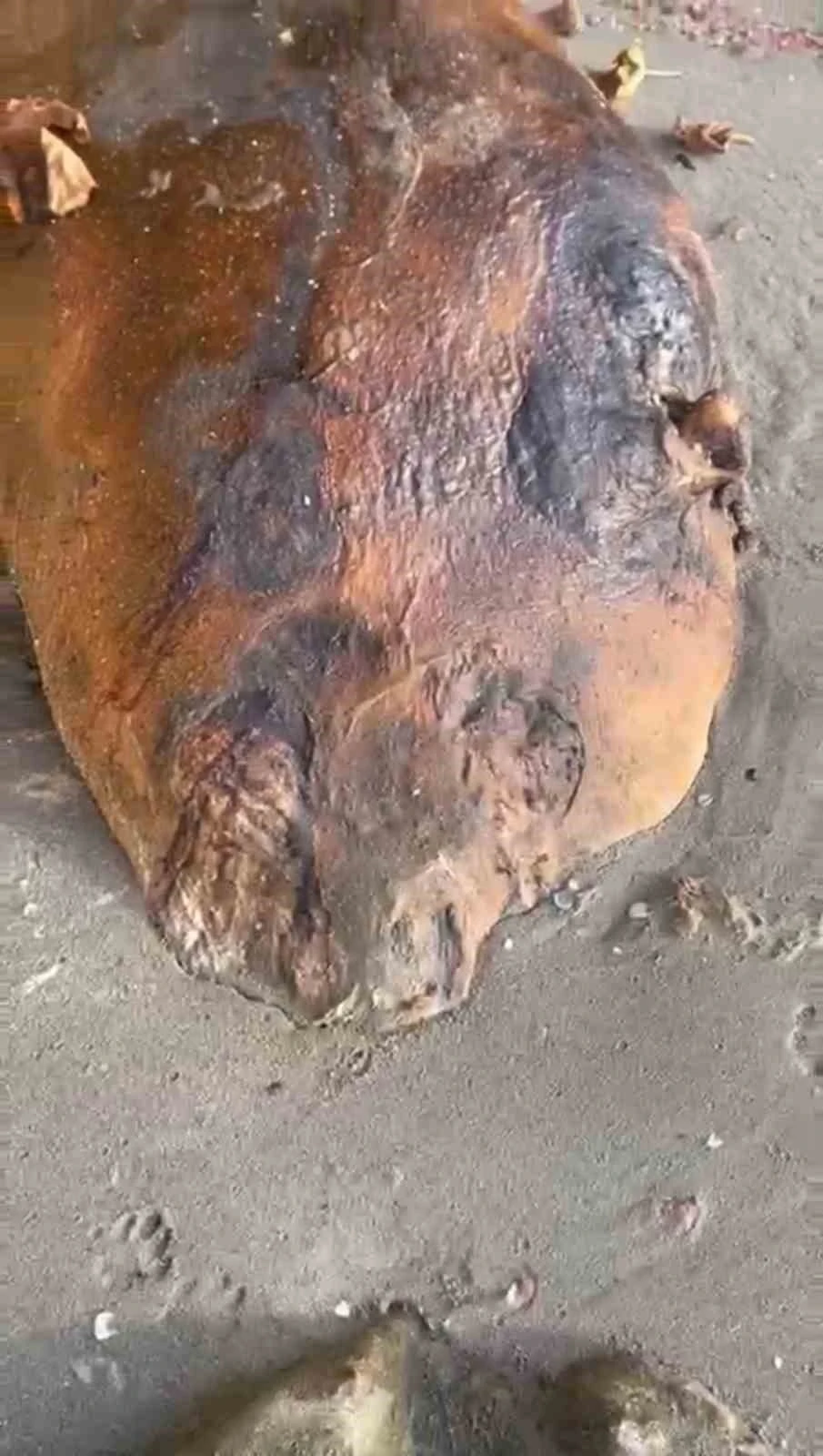 Tekirdağ sahiline vuran gizemli deniz canlısı: Kimisi fok kimisi yunus dedi
