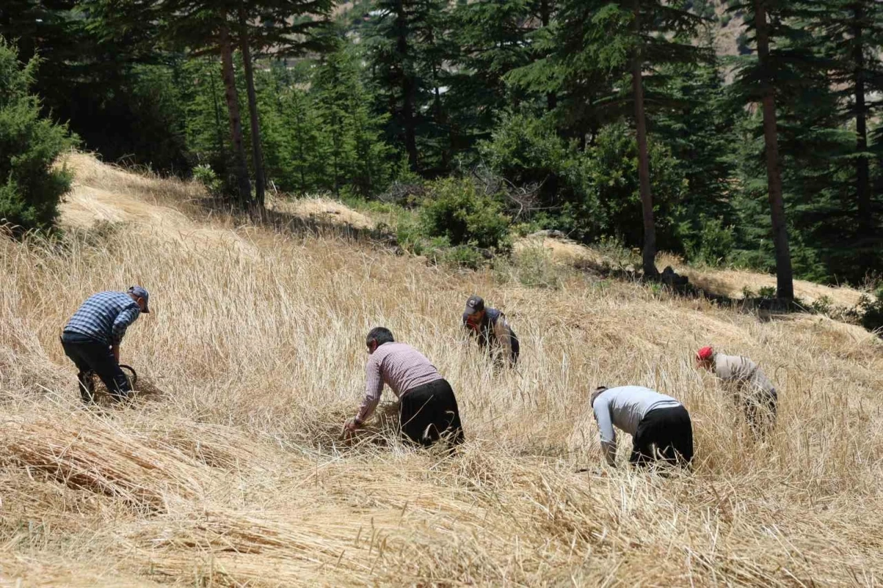 Teknolojinin ulaşamadığı tarlalarda ellik ve orakla hasat başladı
