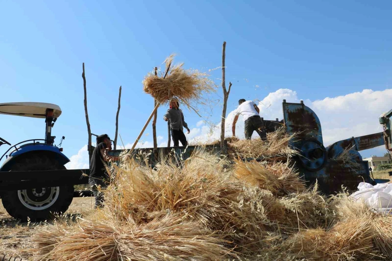 Tercan&rsquo;da hububat tarlalarında hasat başladı
