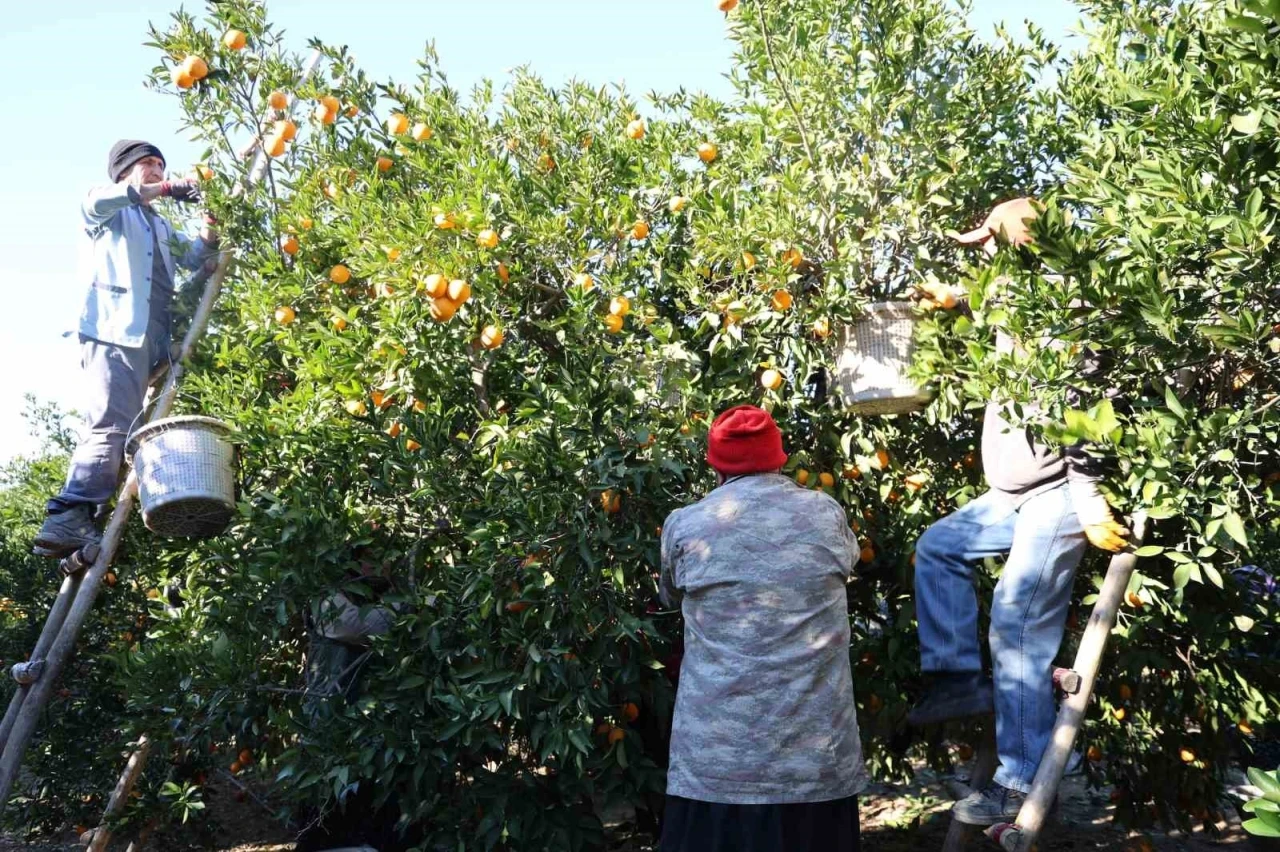 Tescilli Kozan portakalında hasat zamanı: Bah&ccedil;ede kilosu 10 TL
