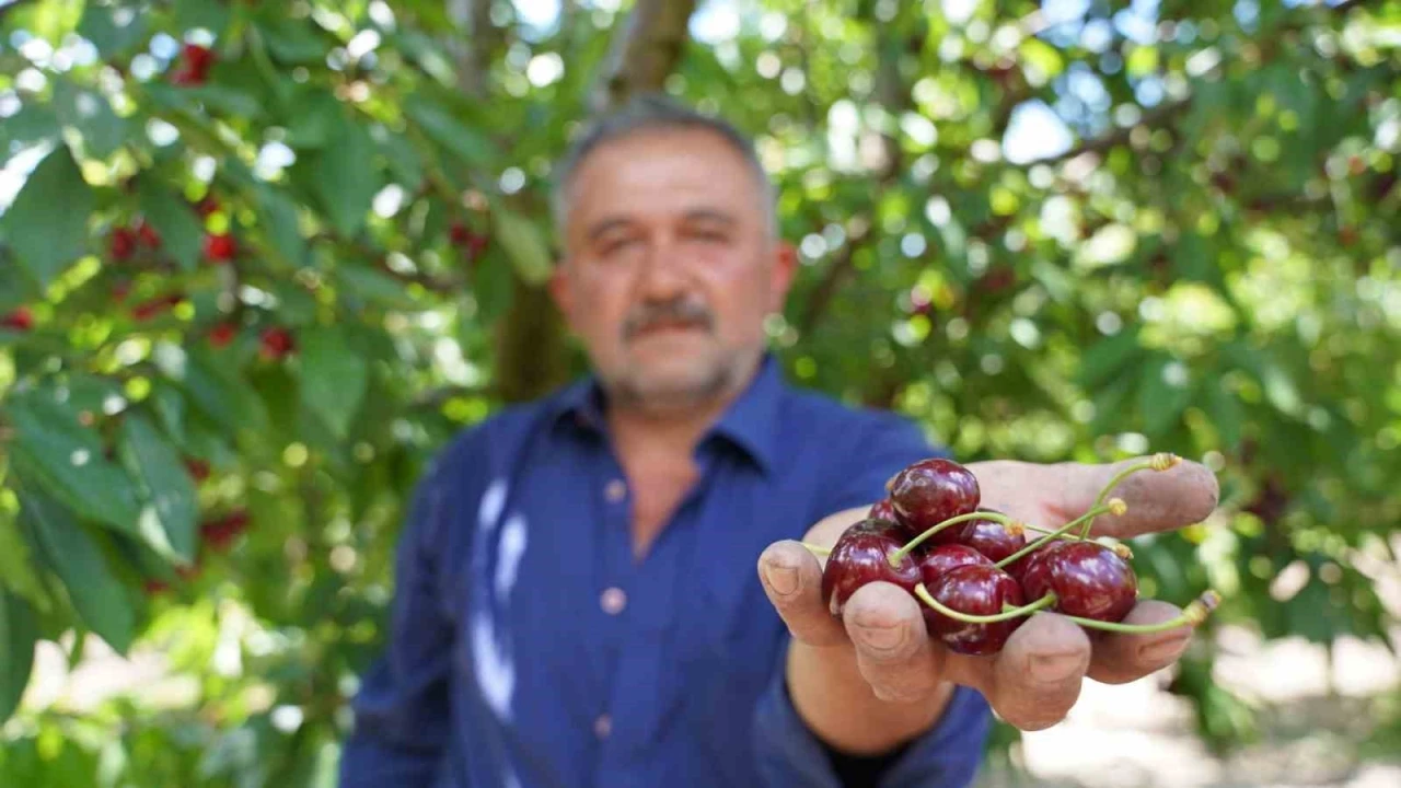 Tescilli Tokat kirazında hasat mesaisi başladı
