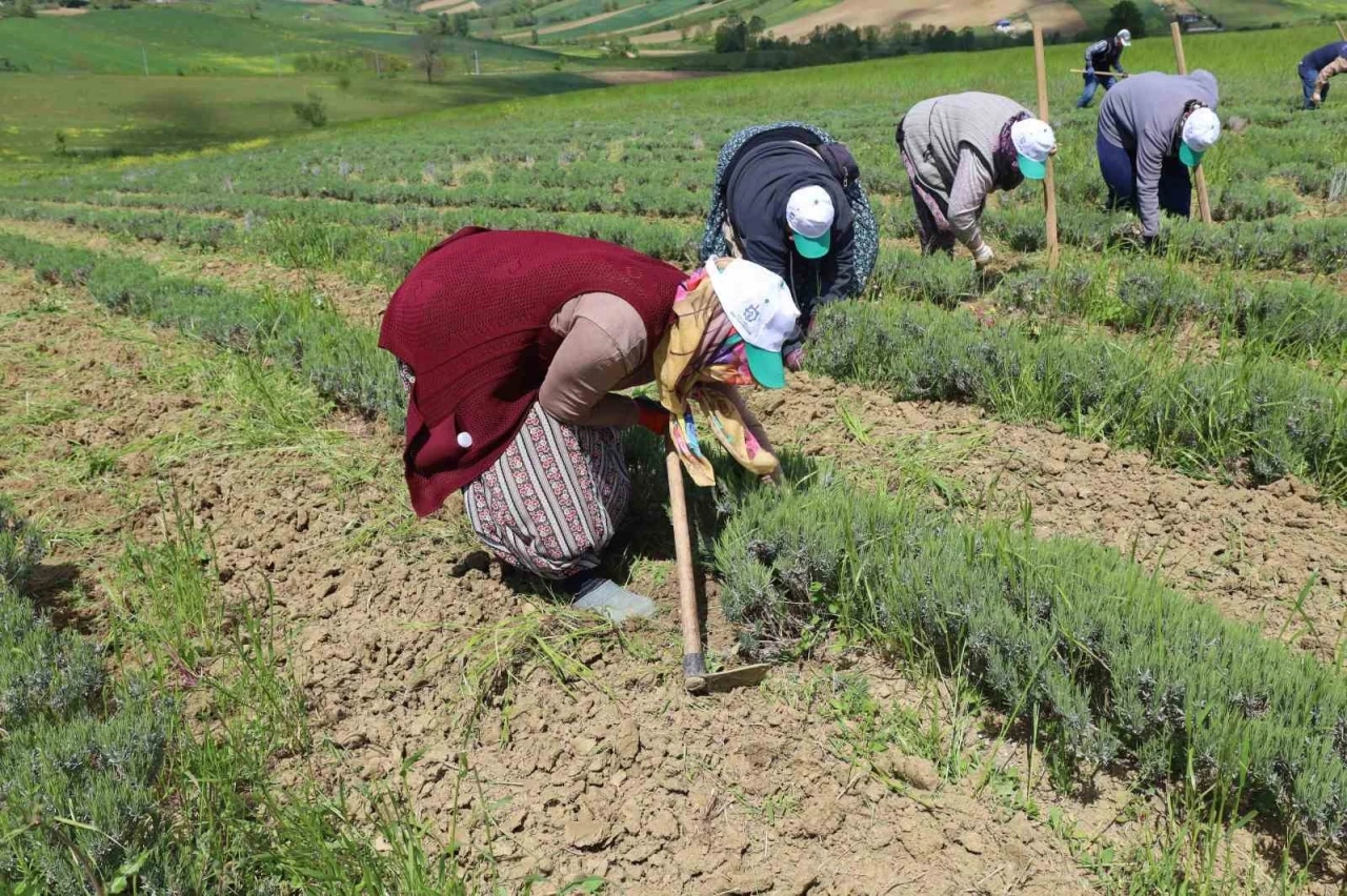 Tıbbi ve aromatik bitkilerin bahar temizliği yapılıyor
