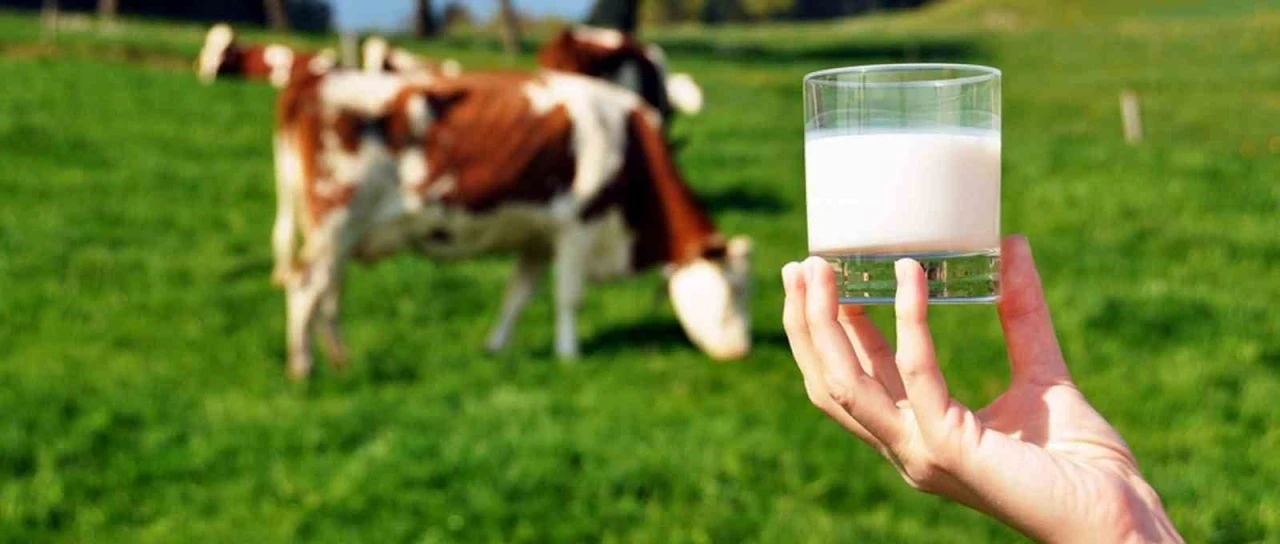 Ticari süt işletmelerince 981 bin 10 ton inek sütü toplandı
