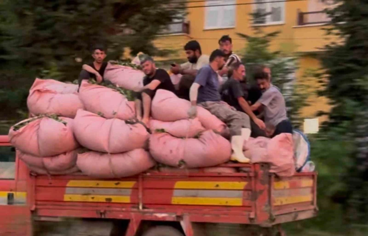 Tıka basa çay dolu kamyonun kasasında tehlikeli yolculuk
