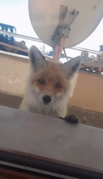 Tilki, bakımevini ziyaret etti
