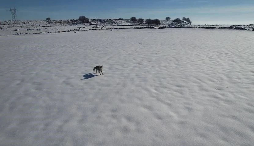 Tilki ile dronun eğlenceli m&uuml;cadelesi kameraya yansıdı
