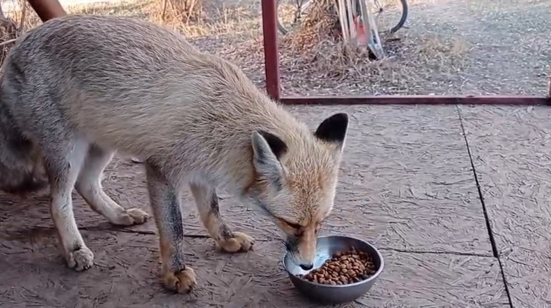Tilki ile sohbet gülümsetti
