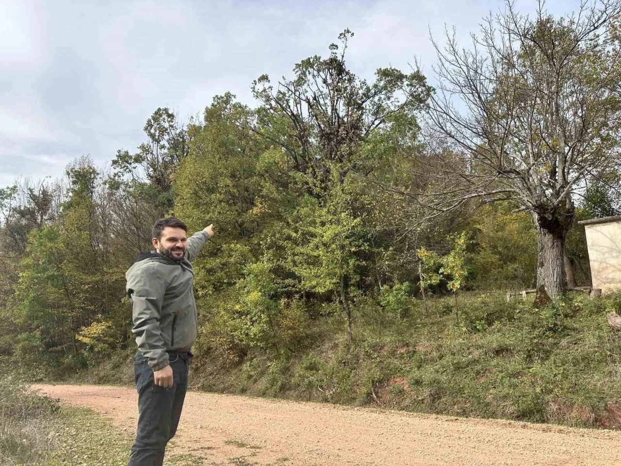 Tırmandıkları ağaçta meşe palamudu yiyen ayılar kamerada
