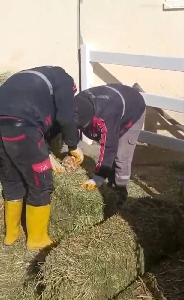 TJK Şanlıurfa Hara ve Aşım İstasyonu’nda skandal görüntüler
