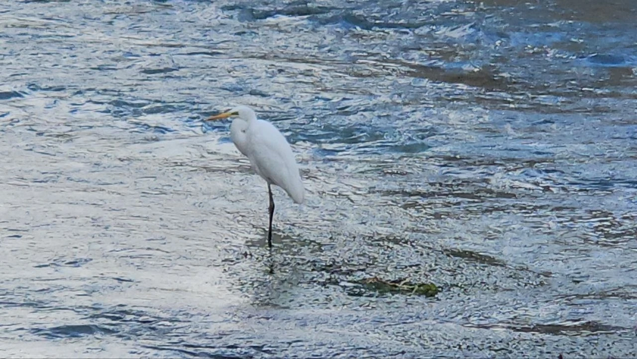 Tohma &Ccedil;ayı&rsquo;nı mesken tutan balık&ccedil;ıl kuşu ilgi g&ouml;r&uuml;yor

