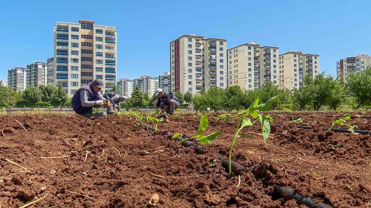Tohumculukta dışa bağımlılığı bitirecek proje
