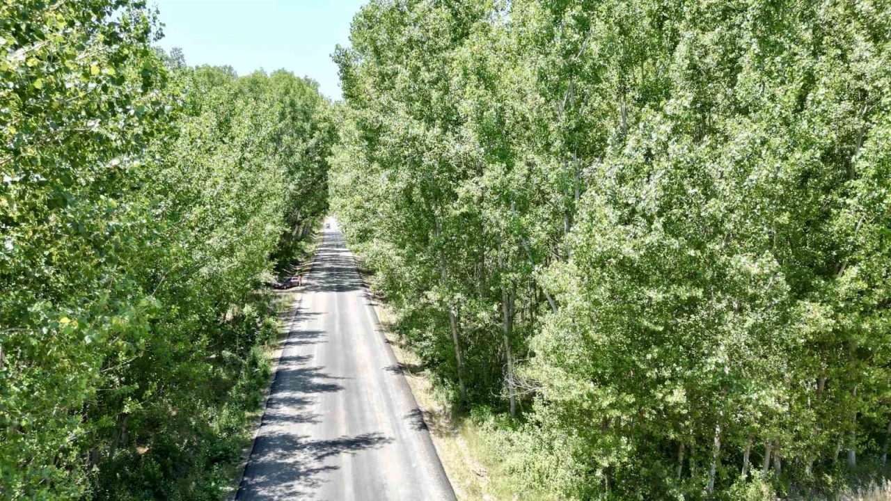 Tokat’taki köy yolu ağaç tüneli ile kartpostallık manzara sürüyor

