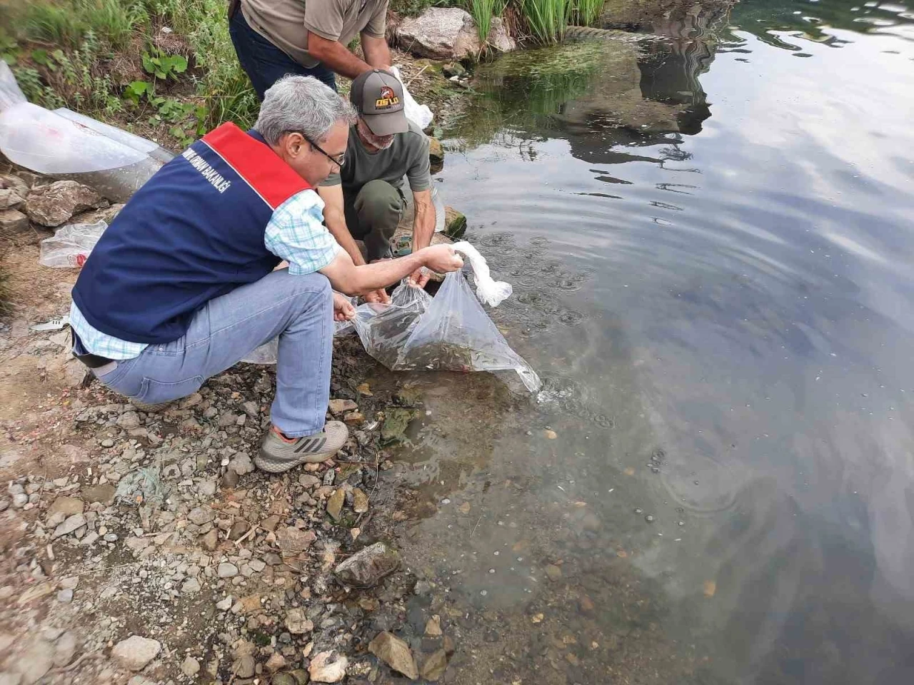 Topuk Yaylası göletine 100 bin adet pullu sazan yavrusu bırakıldı
