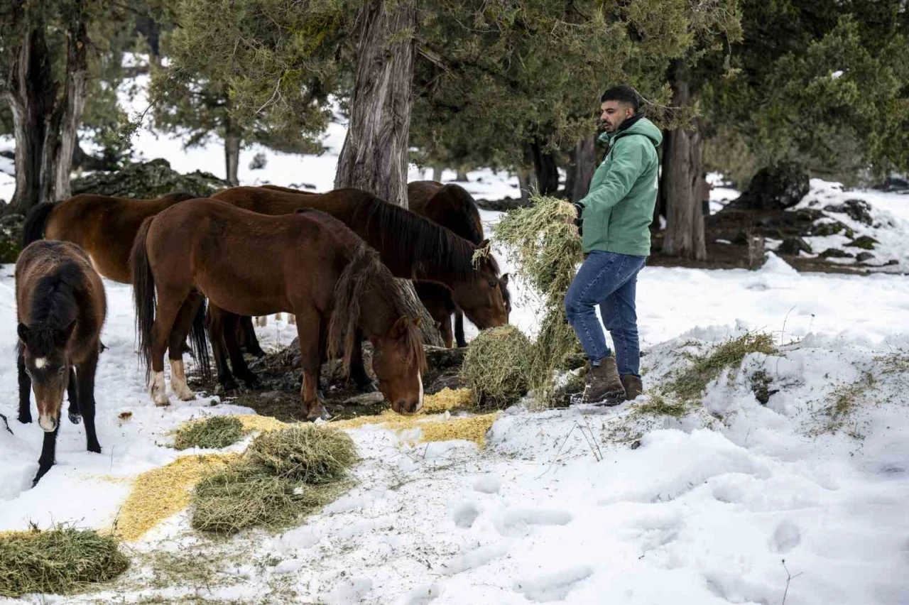 Toros Dağlarındaki yılkı atları ve yabani hayvanlar unutulmadı
