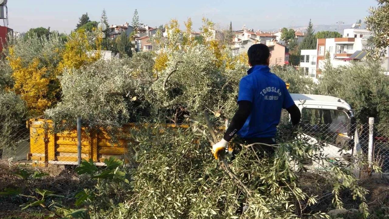 Toroslar Belediyesi zeytin ağa&ccedil;larını kesti, vatandaş tepki g&ouml;sterdi
