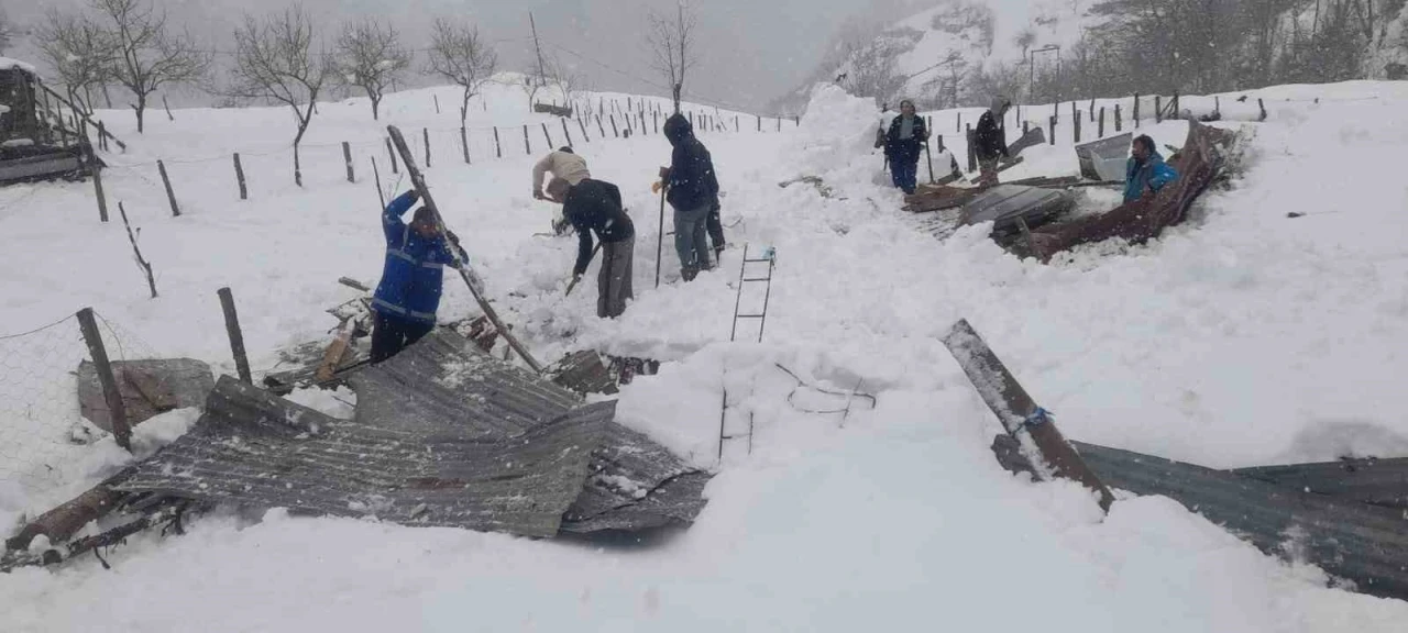 Trabzon’da kar nedeniyle ahırın çatısı çöktü