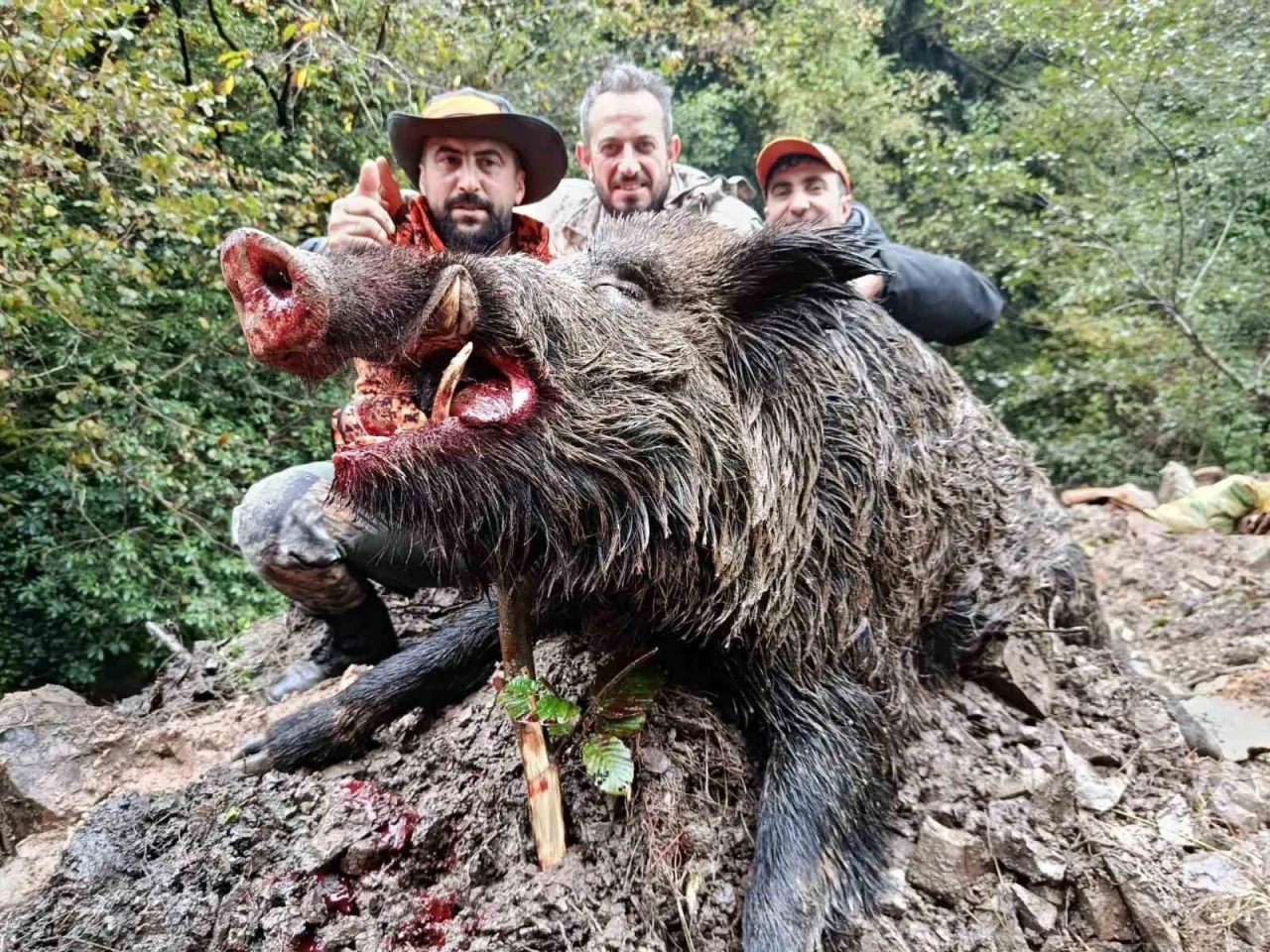 Trabzon&rsquo;da s&uuml;rek avında 300 kg&rsquo;lık domuz fişeklerin hedefi oldu
