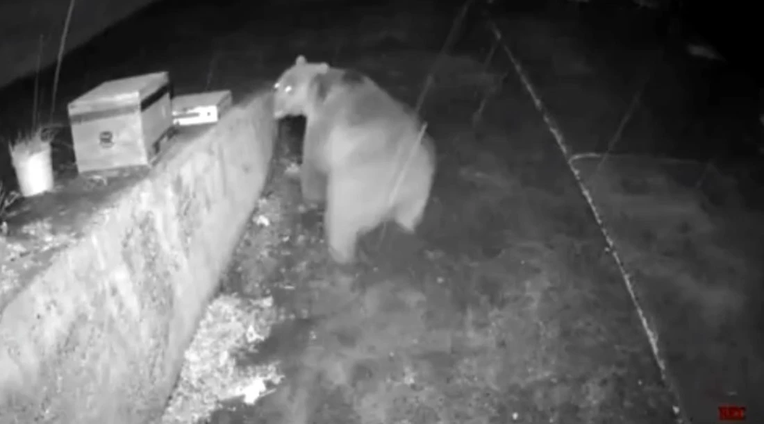 Trabzonlunun anons sistemi ayıyı korkup ka&ccedil;ırttı
