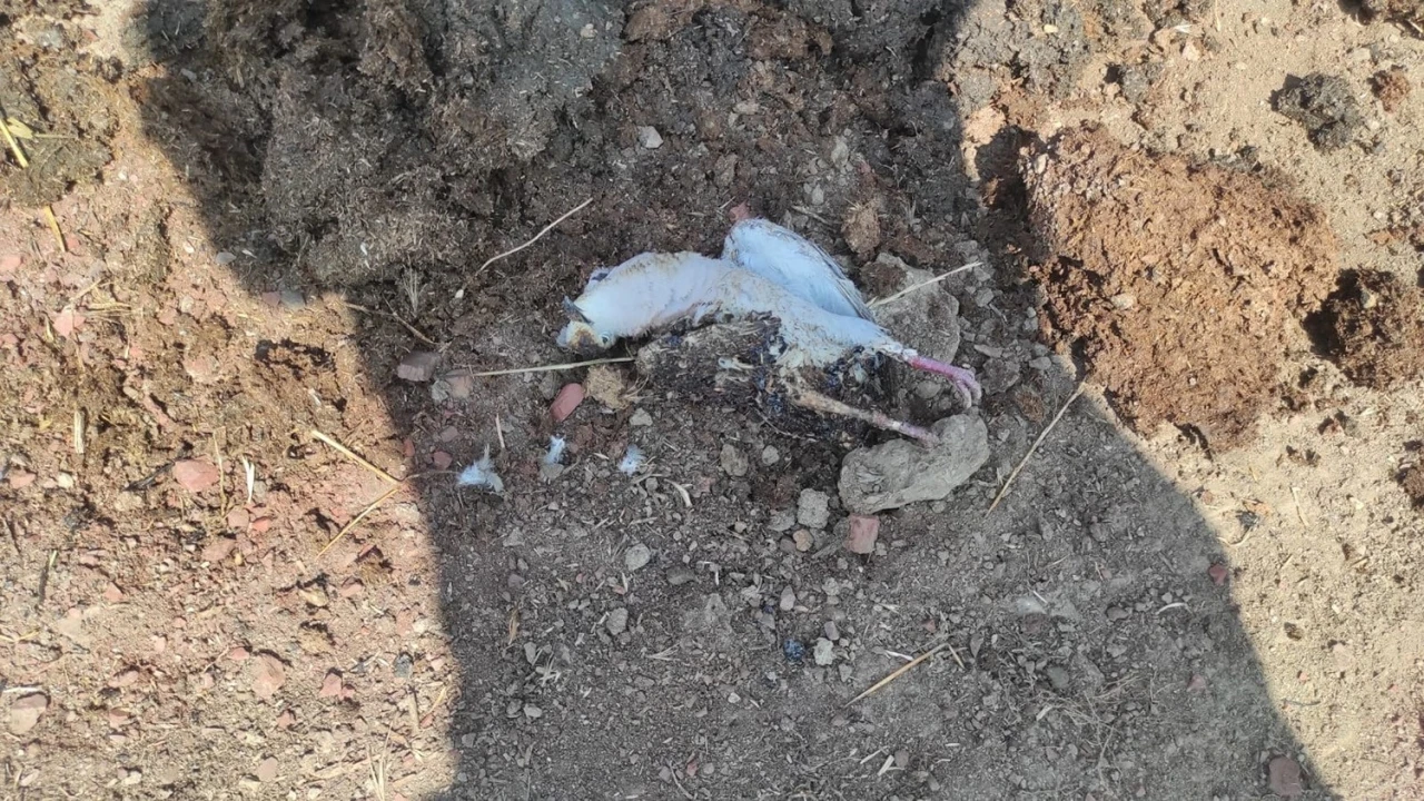 Trafoya kuş çarptı, alevler kısa sürede söndürüldü
