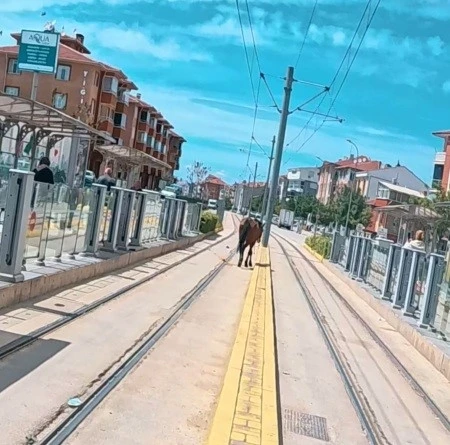 Tramvay rayları üzerindeki başı boş at şaşırttı
