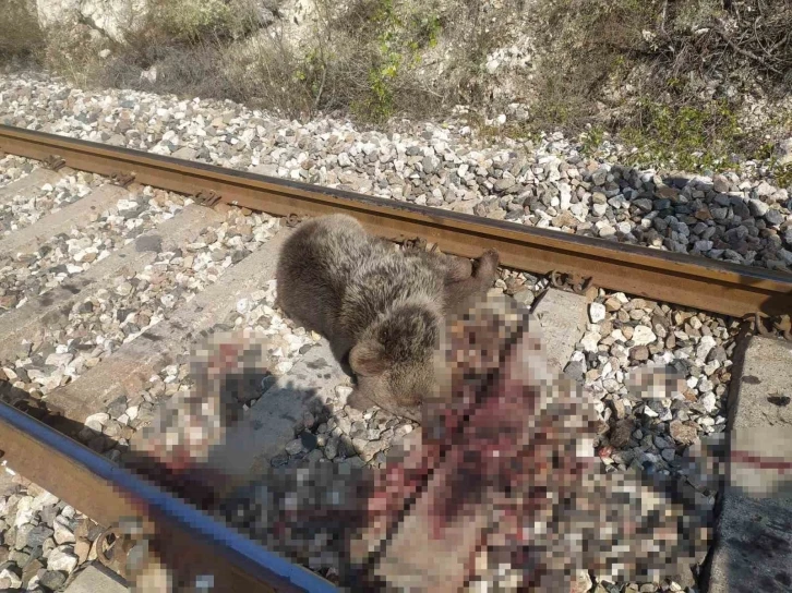 Trenin &ccedil;arptığı ayı telef oldu
