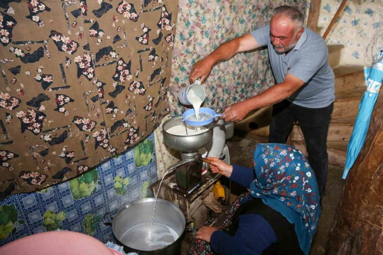 Tuluk peynirleri mağaraya dinlenmeye bırakıldı
