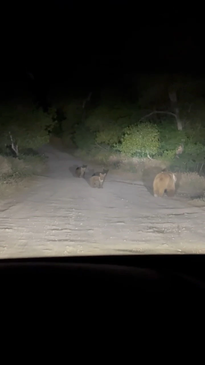 Tunceli’de anne ayı ve 2 yavrusu yiyecek ararken görüldü
