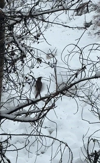 Tunceli&rsquo;de beyaz &ouml;rt&uuml; &uuml;zerinde nadir anlar: Nesli tehlike altındaki su samuru kamerada
