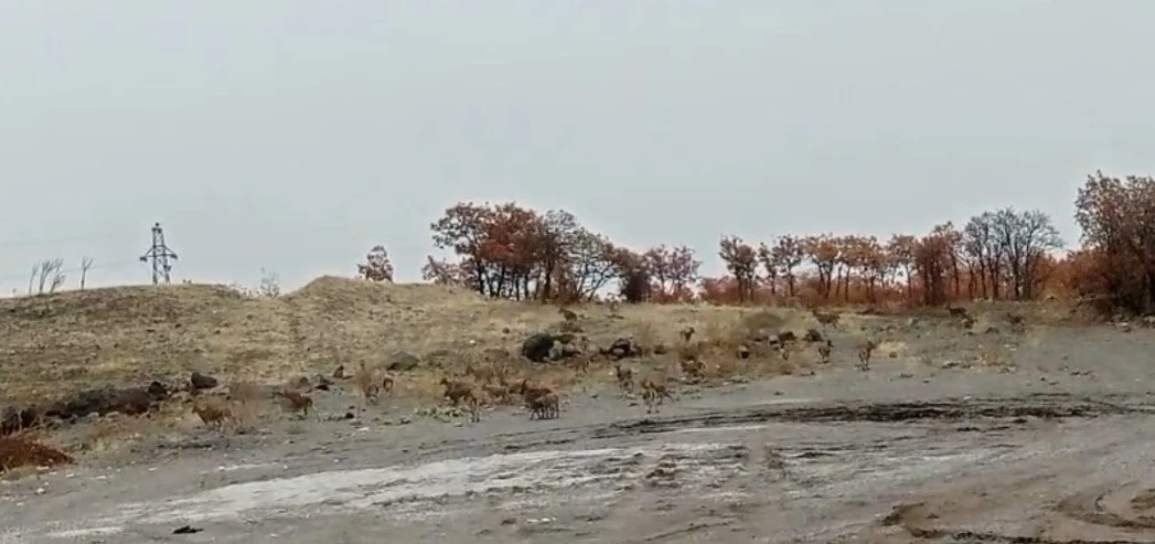 Tunceli’de dağ keçisi sürüsü görüntülendi
