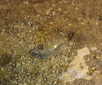Tunceli’de kız yurdunda yakalanan engerek doğaya bırakıldı
