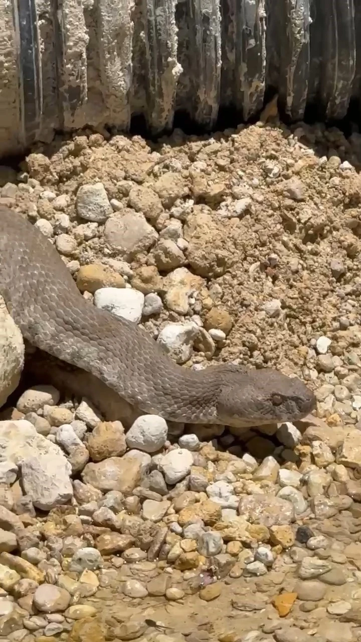 Tunceli&rsquo;de koca engerek yılanı g&ouml;r&uuml;nt&uuml;lendi
