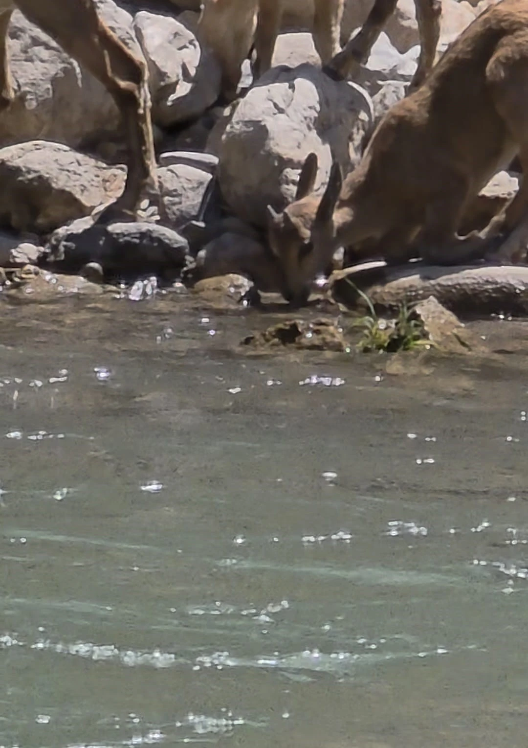 Tunceli&rsquo;de koruma altındaki dağ ke&ccedil;ileri g&ouml;r&uuml;nt&uuml;lendi
