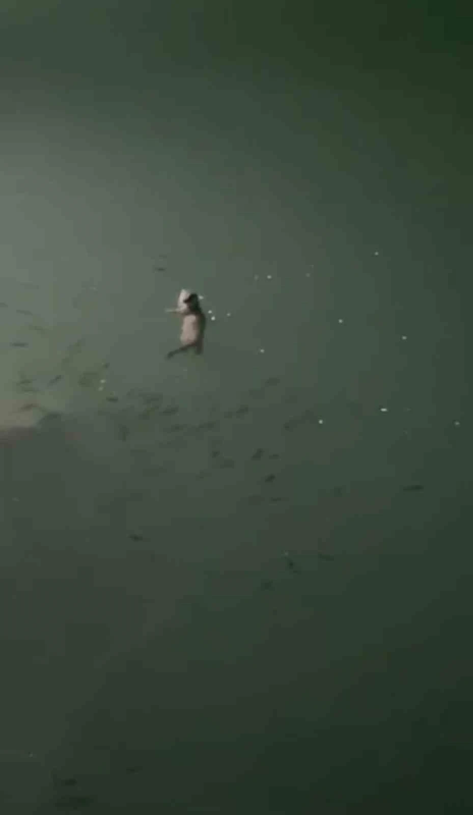 Tunceli’de su samuru görüntülendi