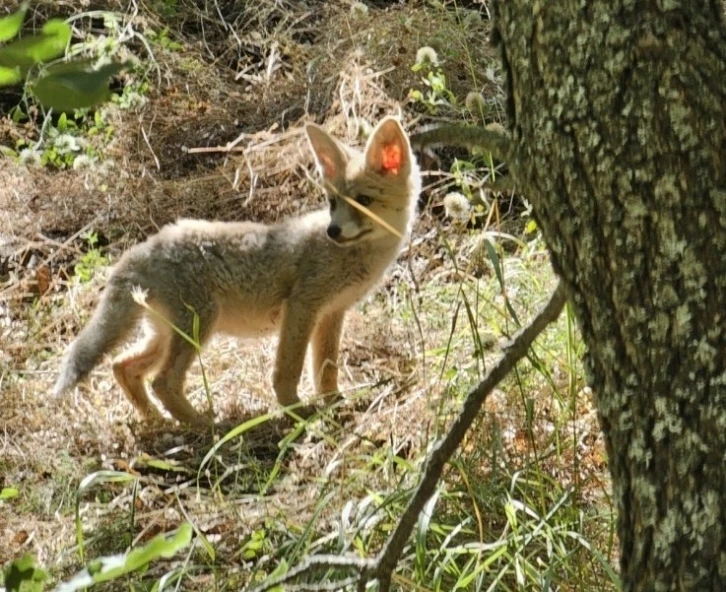 Tunceli&rsquo;de tilkiler, havadan aşılanacak
