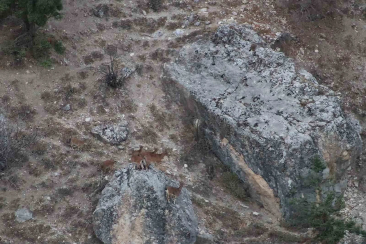 Tunceli’de vaşak görüntülendi
