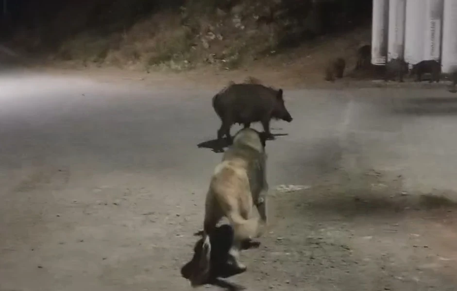Tunceli’de yaban domuzları şehre indi
