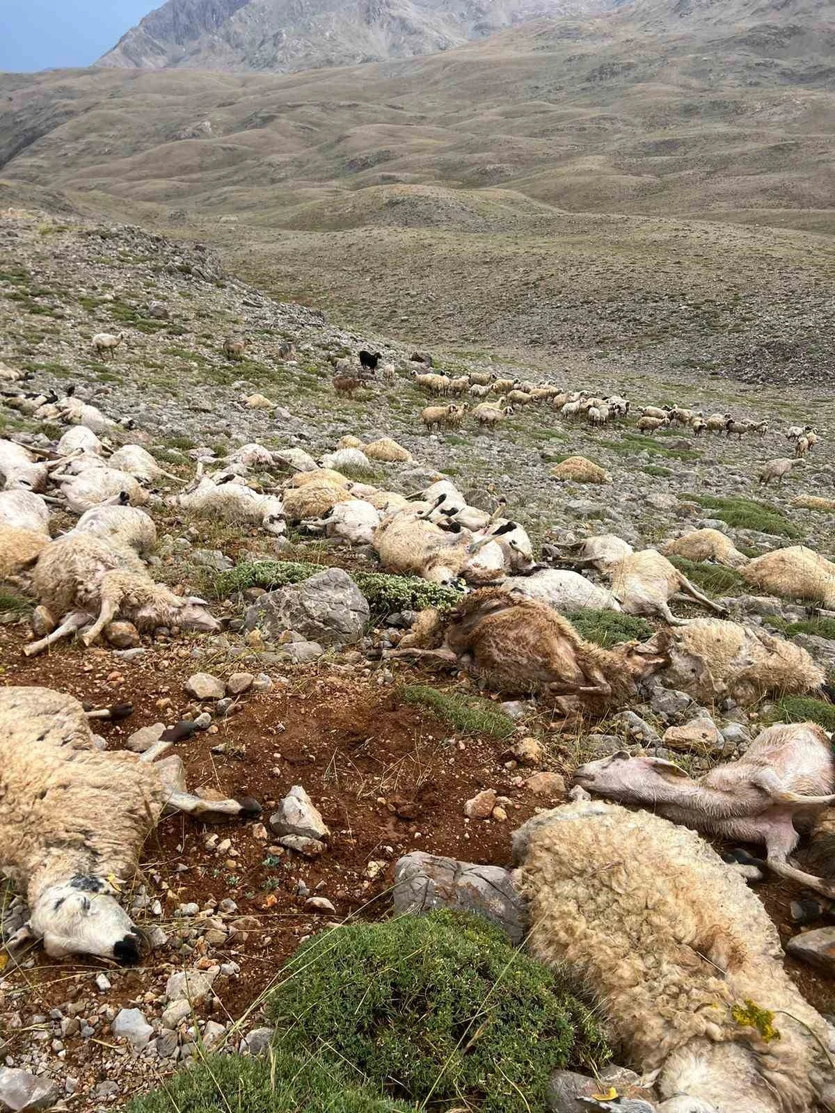 Tunceli’de yıldırım isabet eden 200 koyun telef oldu