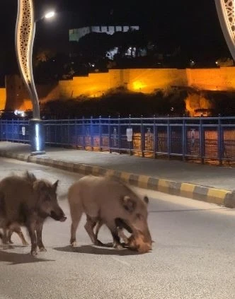 Turizm kentlerini istila eden domuz sorunu her ge&ccedil;en g&uuml;n b&uuml;y&uuml;yor
