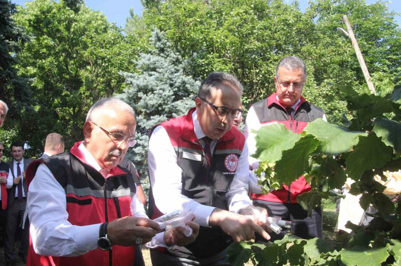 Türkiye’de kahverengi kokarcaya karşı 1 milyondan fazla samuray arısı salınımı yapılacak
